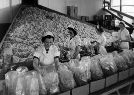 Oregon Industries slides.Photo: Original Collection: Visual Instruction Department Lantern Slides