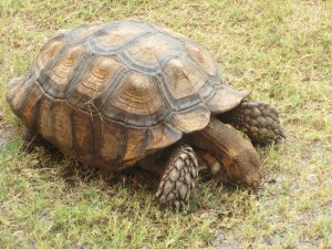 School tortoise; slow but enduring