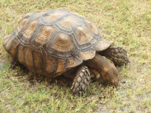 School tortoise; slow but enduring
